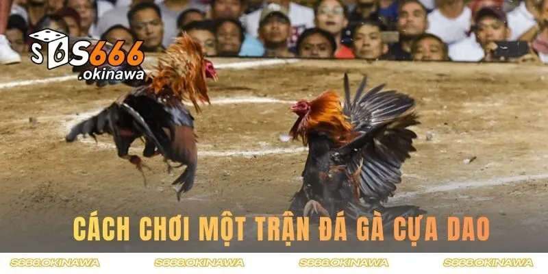 Cách chơi một trận đá gà cựa dao